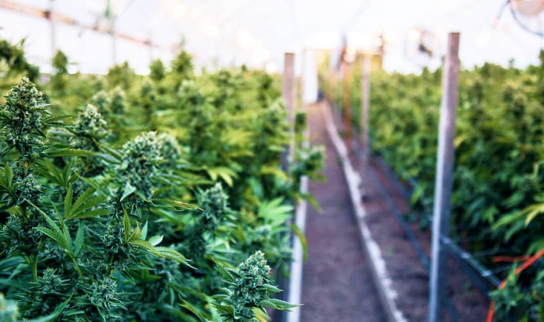 Cultivator Insurance – What You Need To Know