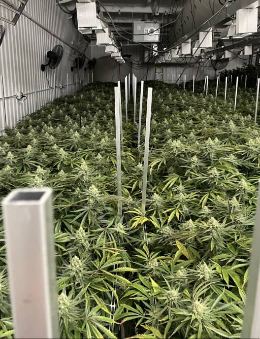 Cannabis Consulting with Shepherds Organics Tablet Cannabis Consulting with Shepherds Organics
