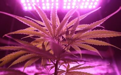 Improving Cannabis Lighting & Growing Efficiency