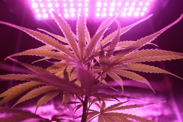 Improving Cannabis Lighting & Growing Efficiency