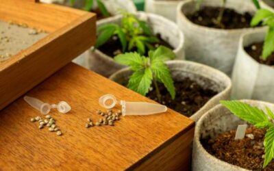 Choosing Superior Cannabis Seeds