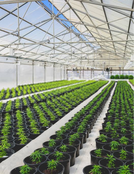 Cannabis Farming Cannabis Farming
